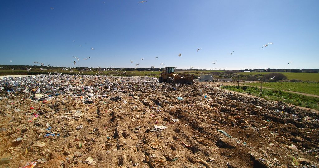Goélands en vol et zone d’enfouissement de la déchèterie de Chubiguer à Belle-île-en-mer (56) – © Denis JEANT
