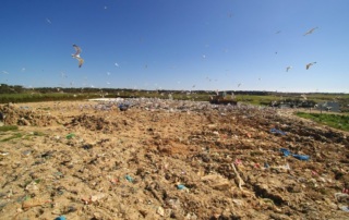 Goélands en vol et zone d’enfouissement de la déchèterie de Chubiguer à Belle-île-en-mer (56) – © Denis JEANT