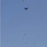 Drone en vol parmi les goélands – Photo Audrey LE GAL